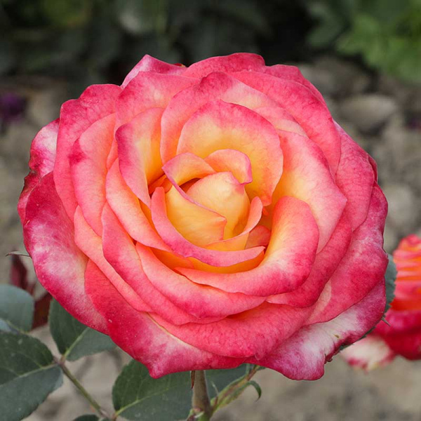 Роза чайно-гибридная Утопия Садовита