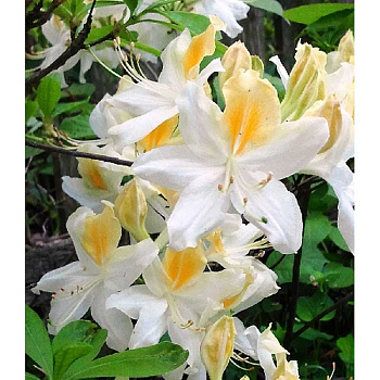 Азалия Листопадная Ноферн Хай-Лайтс P9