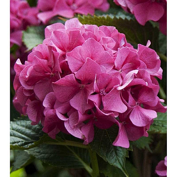 Гортензия Крупнолистовая Мася P9