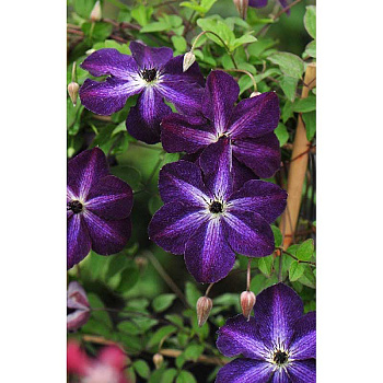 Клематис Найт Вейл I 1 шт