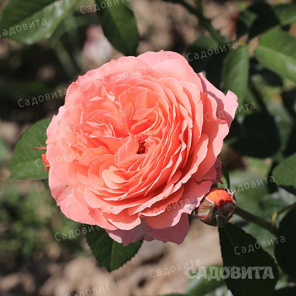 Роза шраб (английская) Абрахам Дерби Садовита