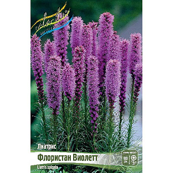 Лиатрис Флористан Виолетт 10/12 5 шт