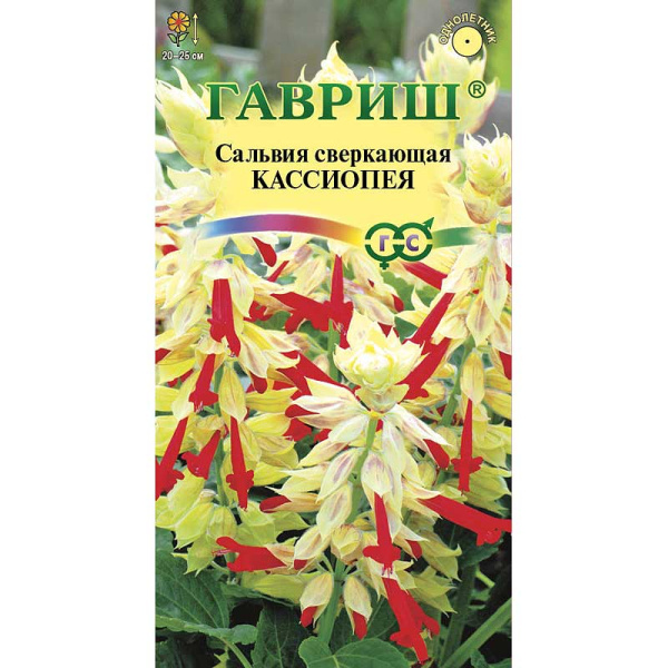 Сальвия Кассиопея карликовая Гавриш Ц 