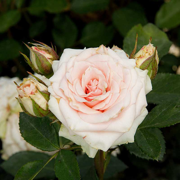 Роза Спрей Натали Садовита