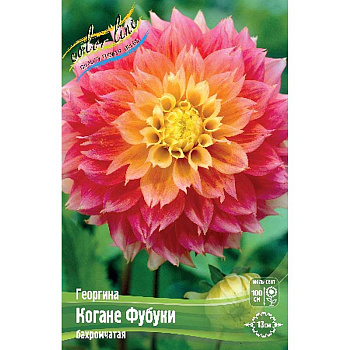 Георгина Когане Фубуки I 15 шт Шоу-бокс 9102