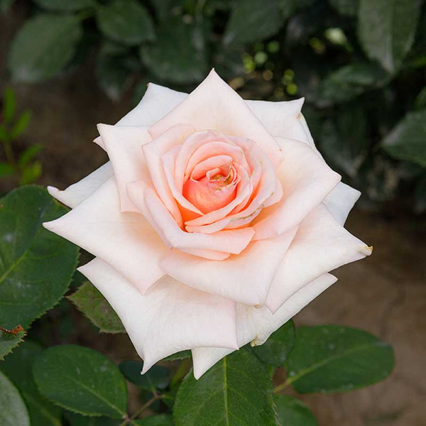 Роза чайно-гибридная Клэр 2006 Садовита