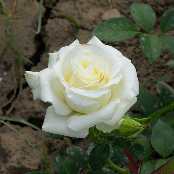 Роза Чайно-гибридная Дельфи Садовита