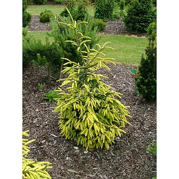 15906 Ель Восточная Ерли Голд C1.5 ,шт