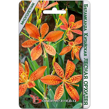 Беламканда Лесная орхидея китайская БиоТехника Ц 