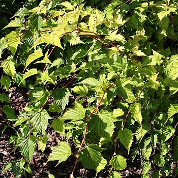 Бузина Чёрная Голден Тауэр С1,5 шт