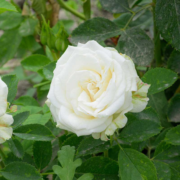 Роза Спрей Уайт Бомбастик Садовита