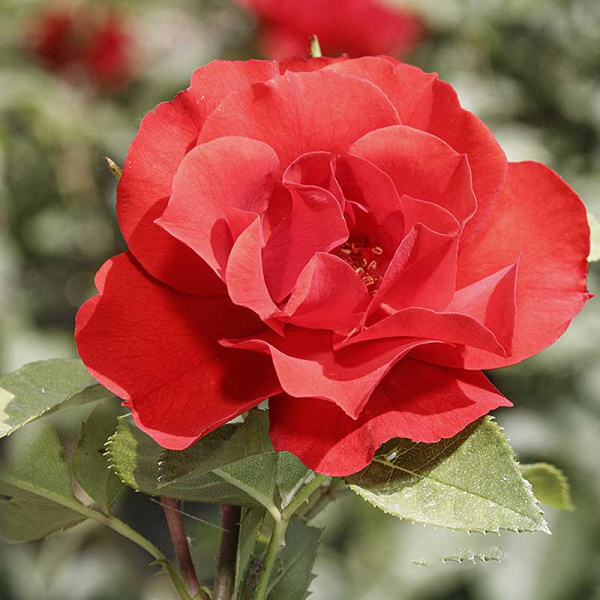 Роза шраб Паприка Садовита