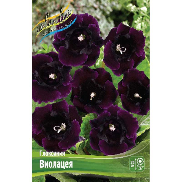 Глоксиния Виолацеа 5/6 50 шт Шоу-Бокс 8886
