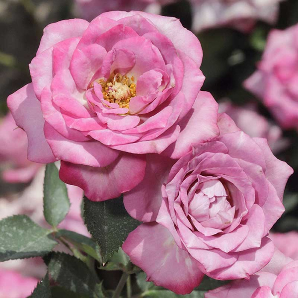 Роза спрей Билона Садовита