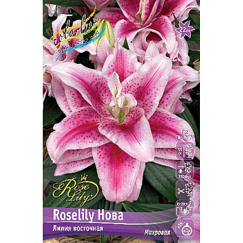 Лилия Roselily Нова 12/14 25 шт Биг-пак 13718