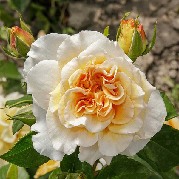 Роза чайно-гибридная Комтесса Садовита