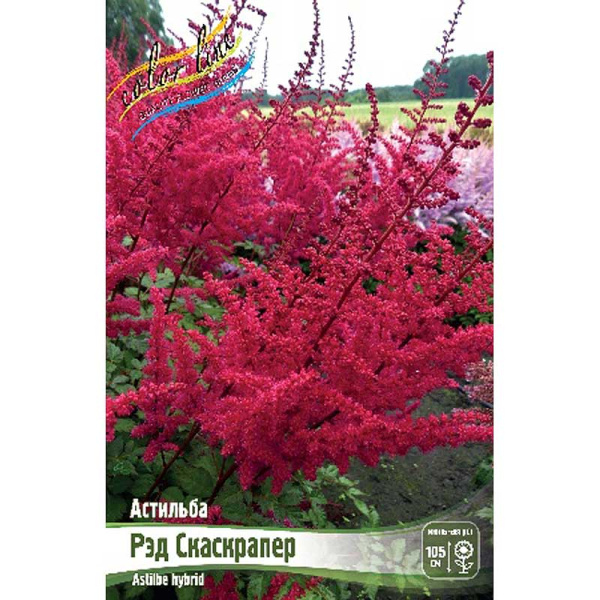 Астильба Рэд Скайскрапер 2/3 n 1 шт 