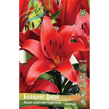 Лилия Блашинг Джой 11/12 25 шт Биг-Пак 16527