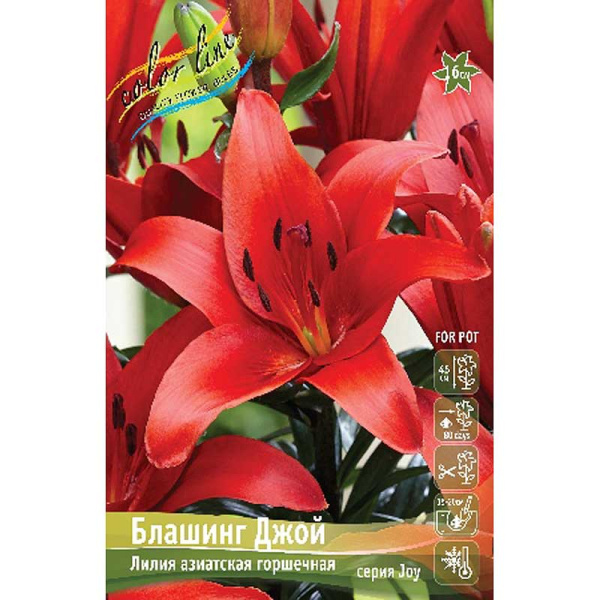 Лилия Блашинг Джой 11/12 25 шт Биг-Пак 16527