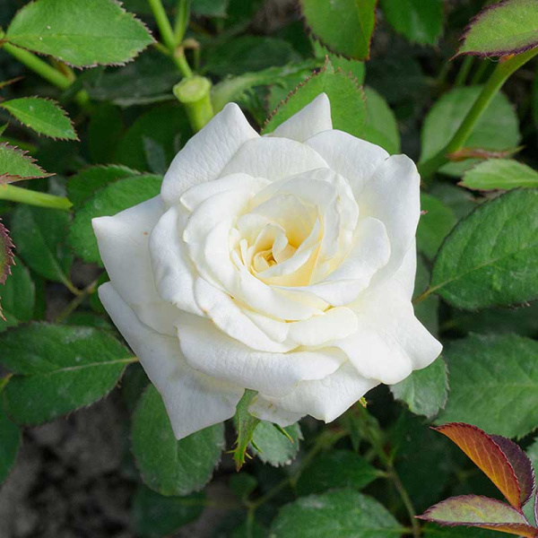 Роза чайно-гибридная Вирджиния Садовита