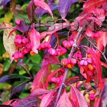 Бересклет Европейский Рэд Каскад P9