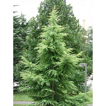 Кедр Гималайский Видовая Норма P9