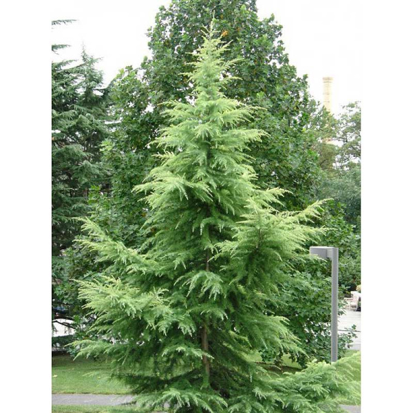 Кедр Гималайский Видовая Норма P9