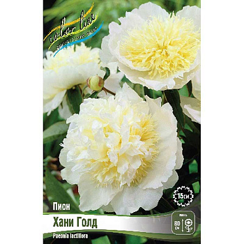 Пион Хани Голд 2/3 n 1 шт
