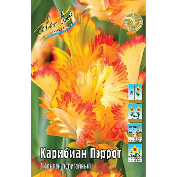 5136 Шоу-Бокс Тюльпан Карибиан Пэррот 11/12 75 шт