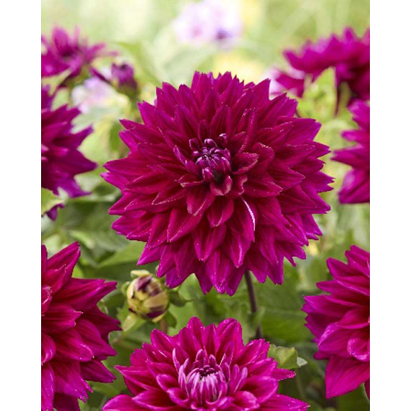 152 Шоу-Бокс Георгина Фуксия Шарм 15 шт 