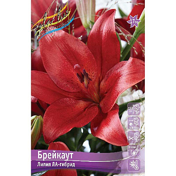 Лилия Брейкаут 12/14 25 шт Биг-пак 13695 
