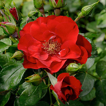 Роза флорибунда Чамплэйн Садовита