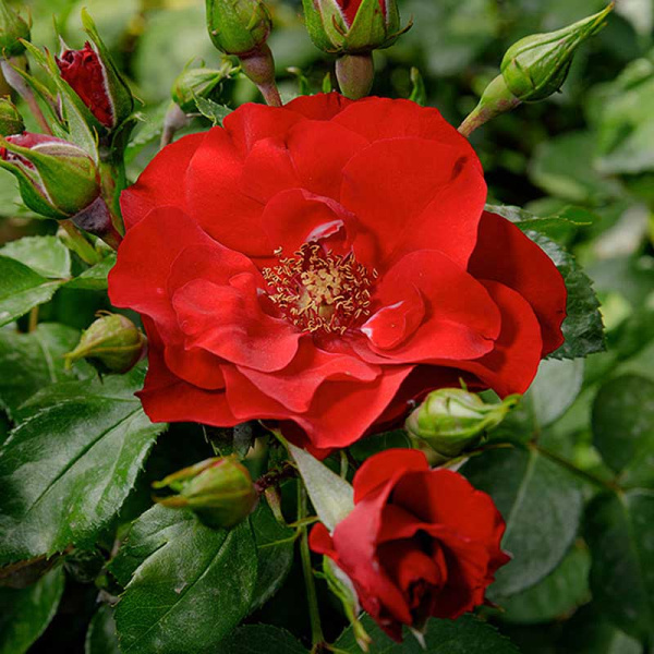 Роза флорибунда Чамплэйн Садовита