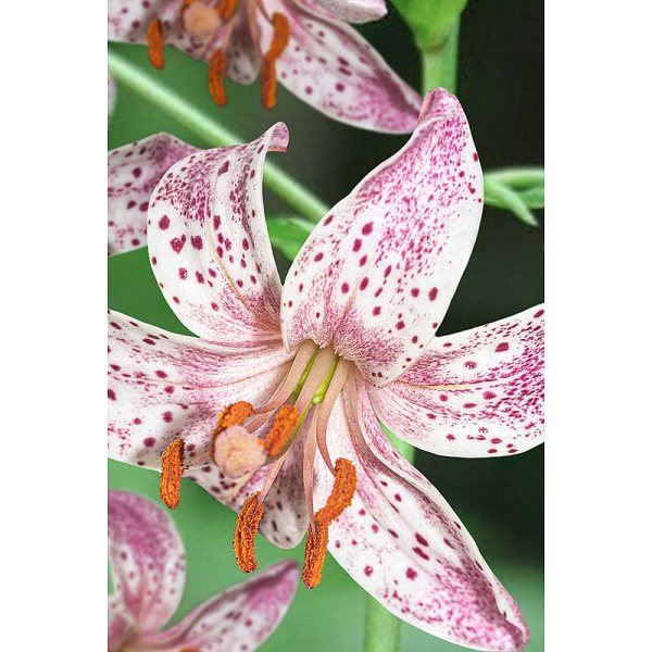 Лилия Пинк Морнинг 12/14 1 шт Садовита 