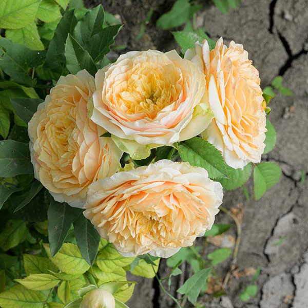 Роза Спрей Шампань Дю Версаль Садовита