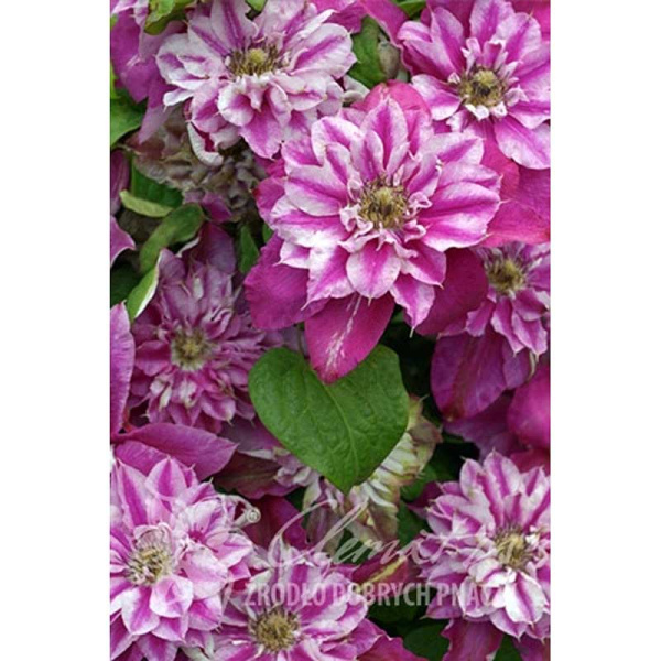 Клематис Май Дарлинг P9 шт