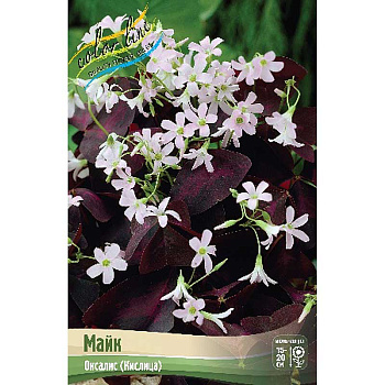 Оксалис Майк I 5 шт
