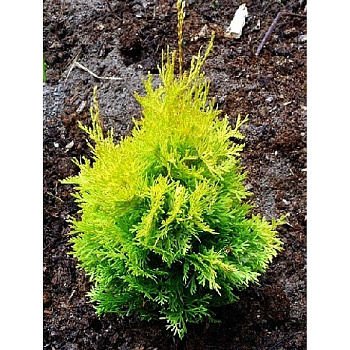 Туя Западная Янтарь P9