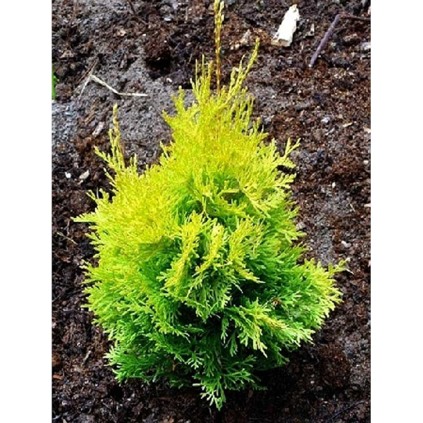 Туя Западная Янтарь P9