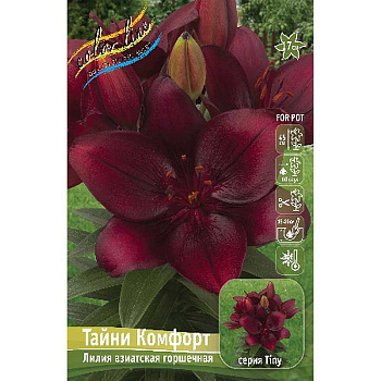 Лилия Тайни Комфорт 10/12 25 шт Биг-пак 11062 