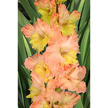 Гладиолус Ольхон 8/10 5 шт, Садовита 