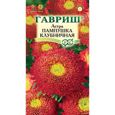 Астра Пампушка клубничная Гавриш Ц 