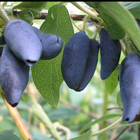 Жимолость Касмала Садовита