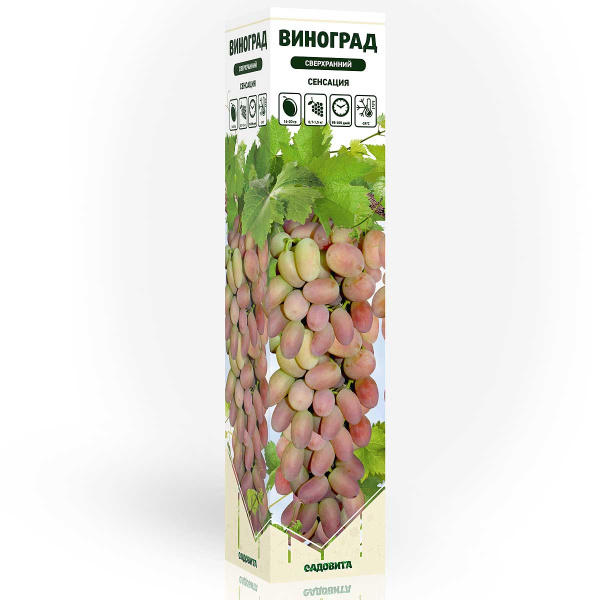 Виноград Сенсация сверхранний Садовита