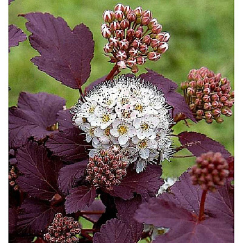 Пузыреплодник Калинолистный Андре C1.5