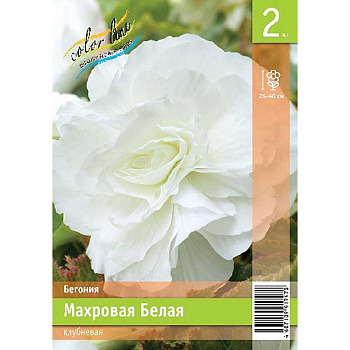Бегония Махровая Белая 4/5 2 Эконом шт