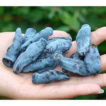 Жимолость Камчатская Дочь Великана P9