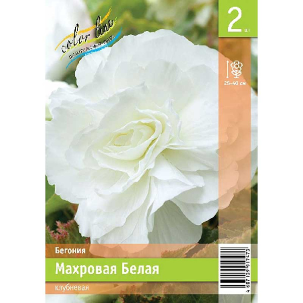 Бегония Махровая Белая 4/5 2 Эконом шт