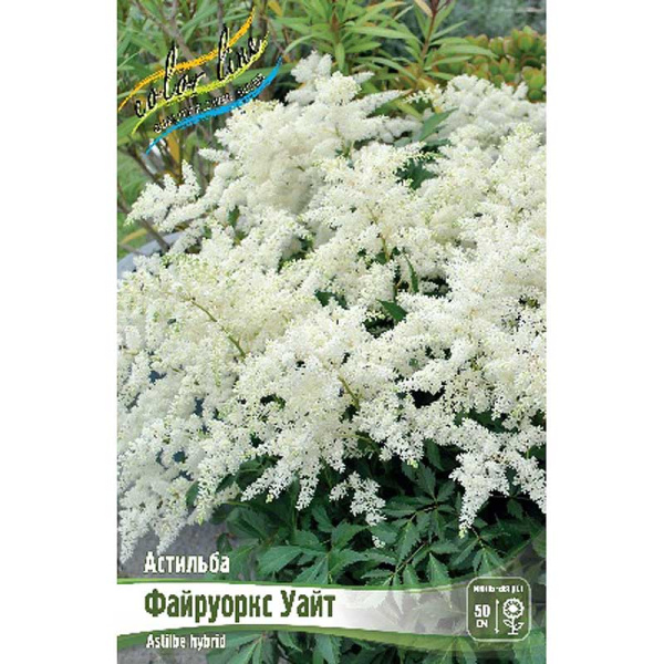 Астильба Файруоркс Уайт 2/3 n 25 шт Биг-Пак 5907