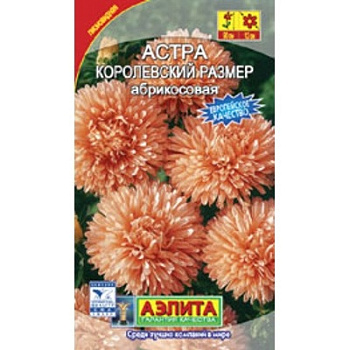 Астра Королевский размер абрикос Аэлита Ц 